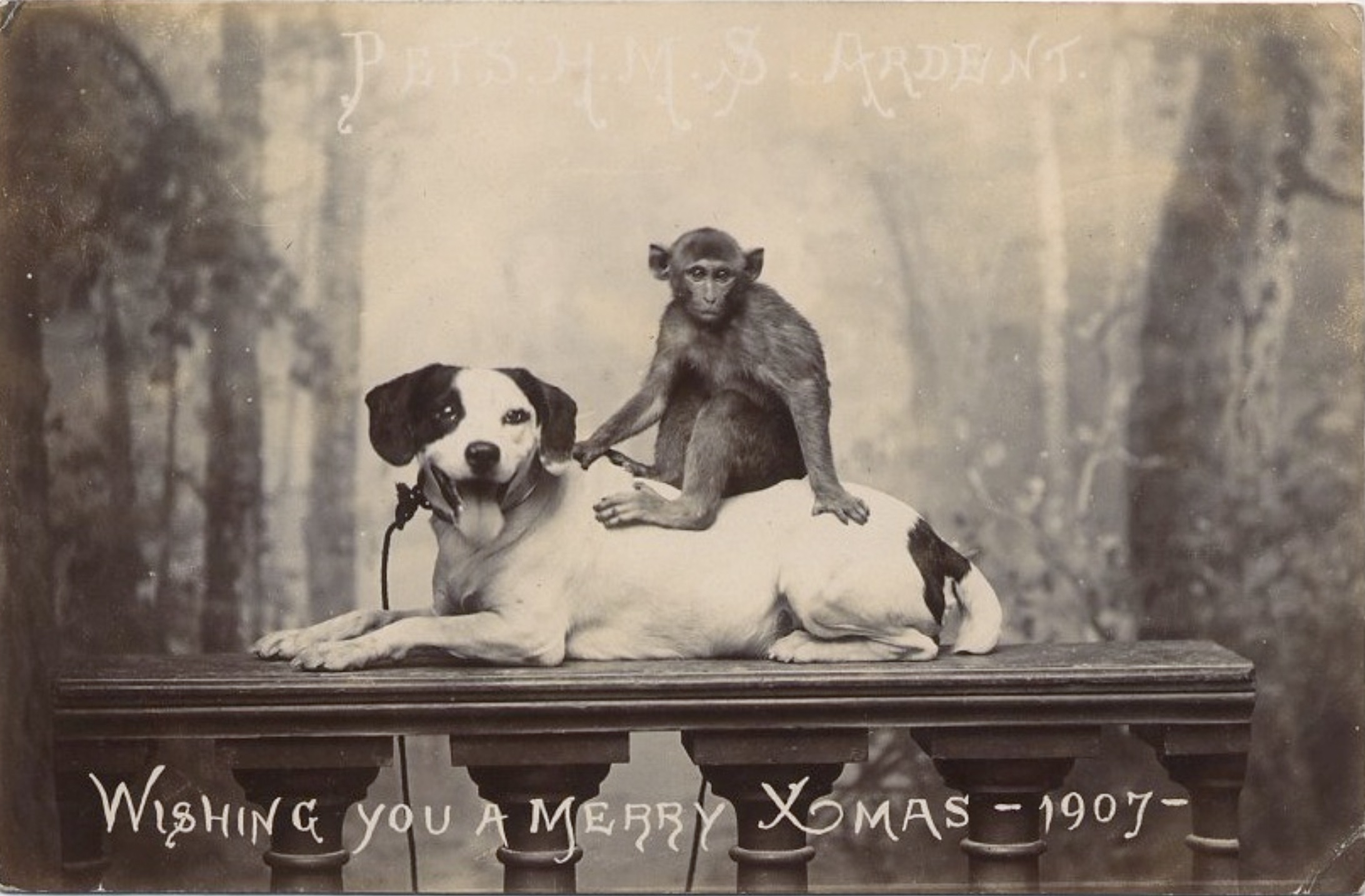 american foxhound - Petsams Ardent Wishing You A Merry Xmas1907